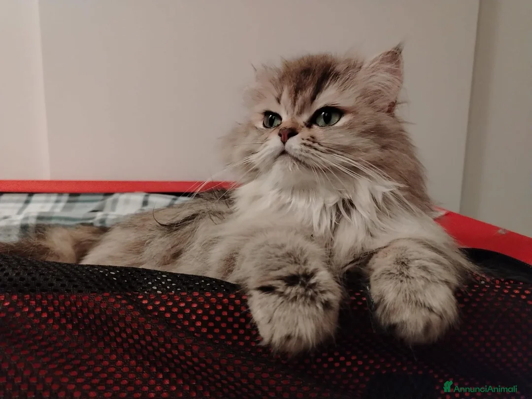 British gatti in vendita: Bamar Poe cattery  - Annuncio 2