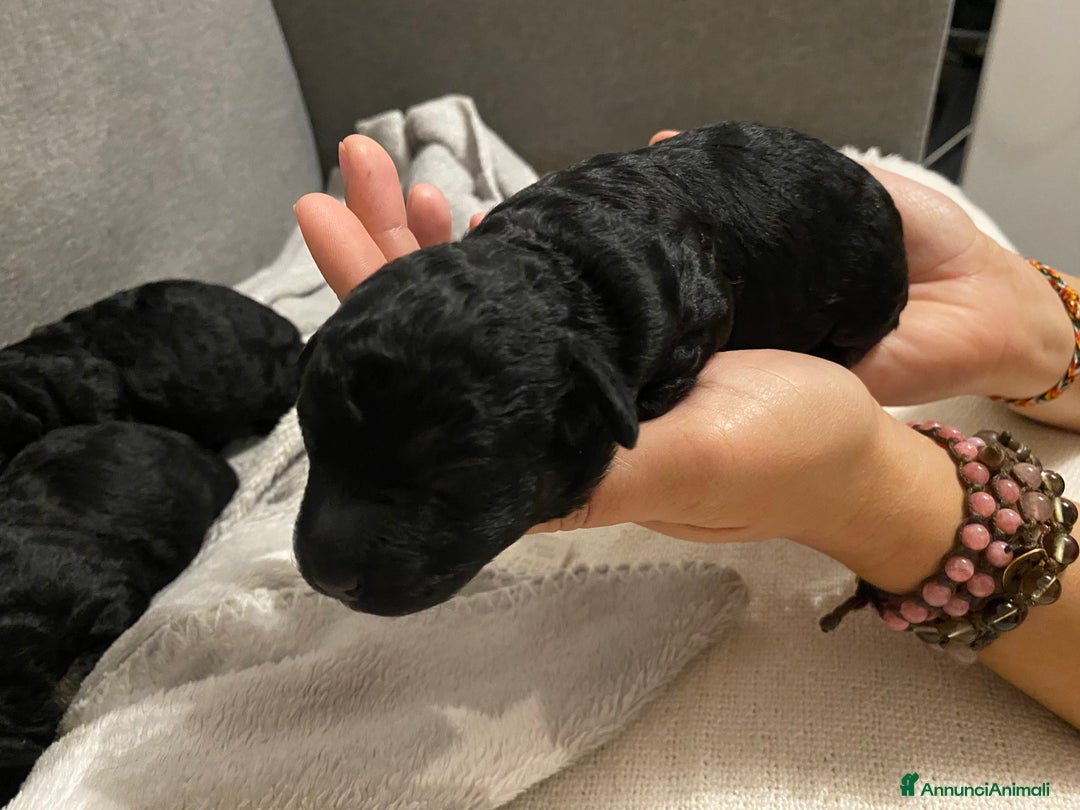 Barboncino cani in vendita: Cuccioli di barboncino  - Annuncio 13