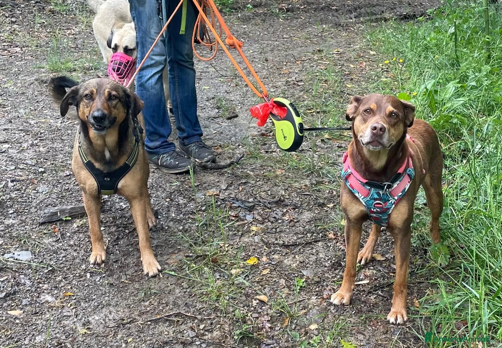 Meticcio cani in regalo: Lola: socievole, equilibrata, affettuosa  - Annuncio 6