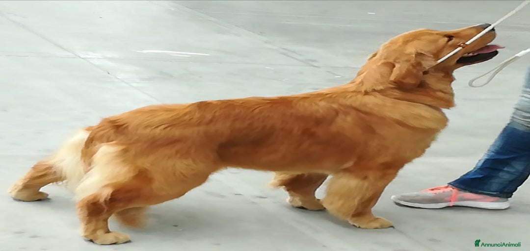 Immagine della galleria {{count}}