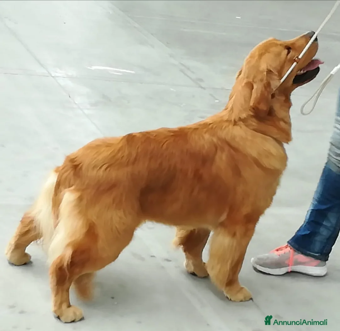 Immagine della galleria {{count}}