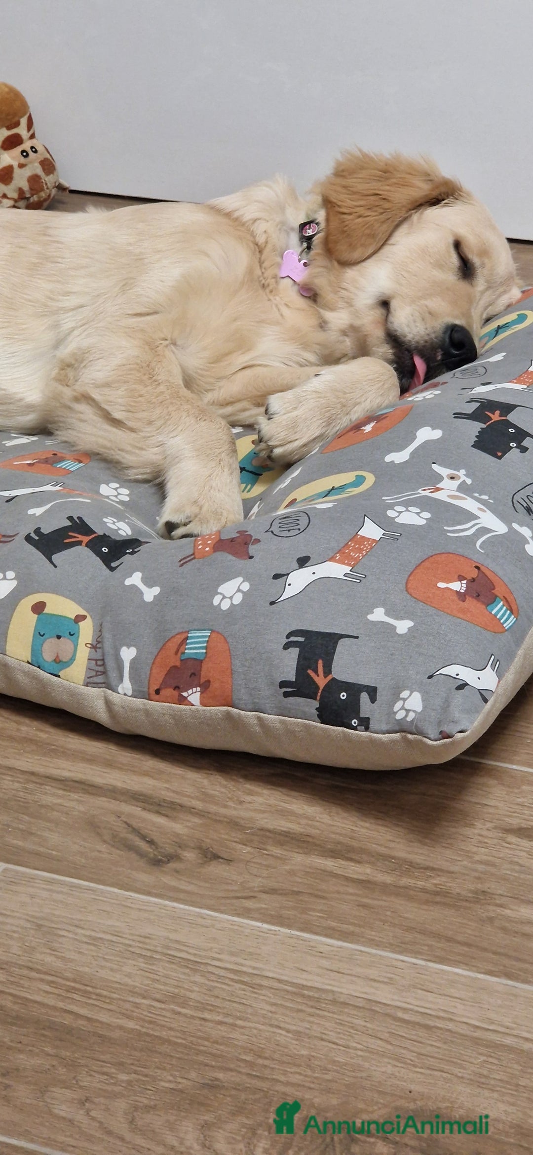 Golden Retriever cani in vendita: Nuova famiglia per Zoe - Annuncio 3