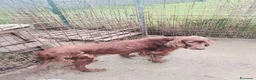 Setter Irlandese cani in regalo: AVATAR e ASUKA setter in cerca di casa a Città Metropolitana di Torino - Annuncio 2