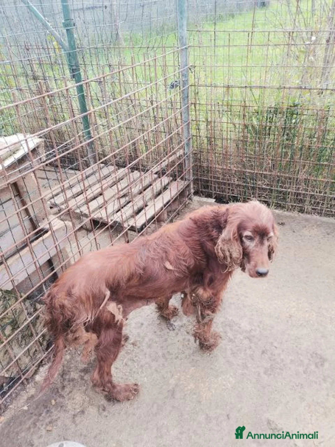 Setter Irlandese cani in regalo: AVATAR e ASUKA setter in cerca di casa a Città Metropolitana di Torino - Annuncio 2