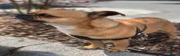 Chihuahua cani per accoppiamento: Femmina per accoppiamento  a Provincia di Cuneo - Annuncio 4