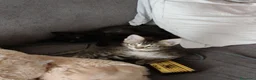 Europeo gatti in regalo: 2 gattini cercano casa  a Provincia di Belluno - Annuncio 5