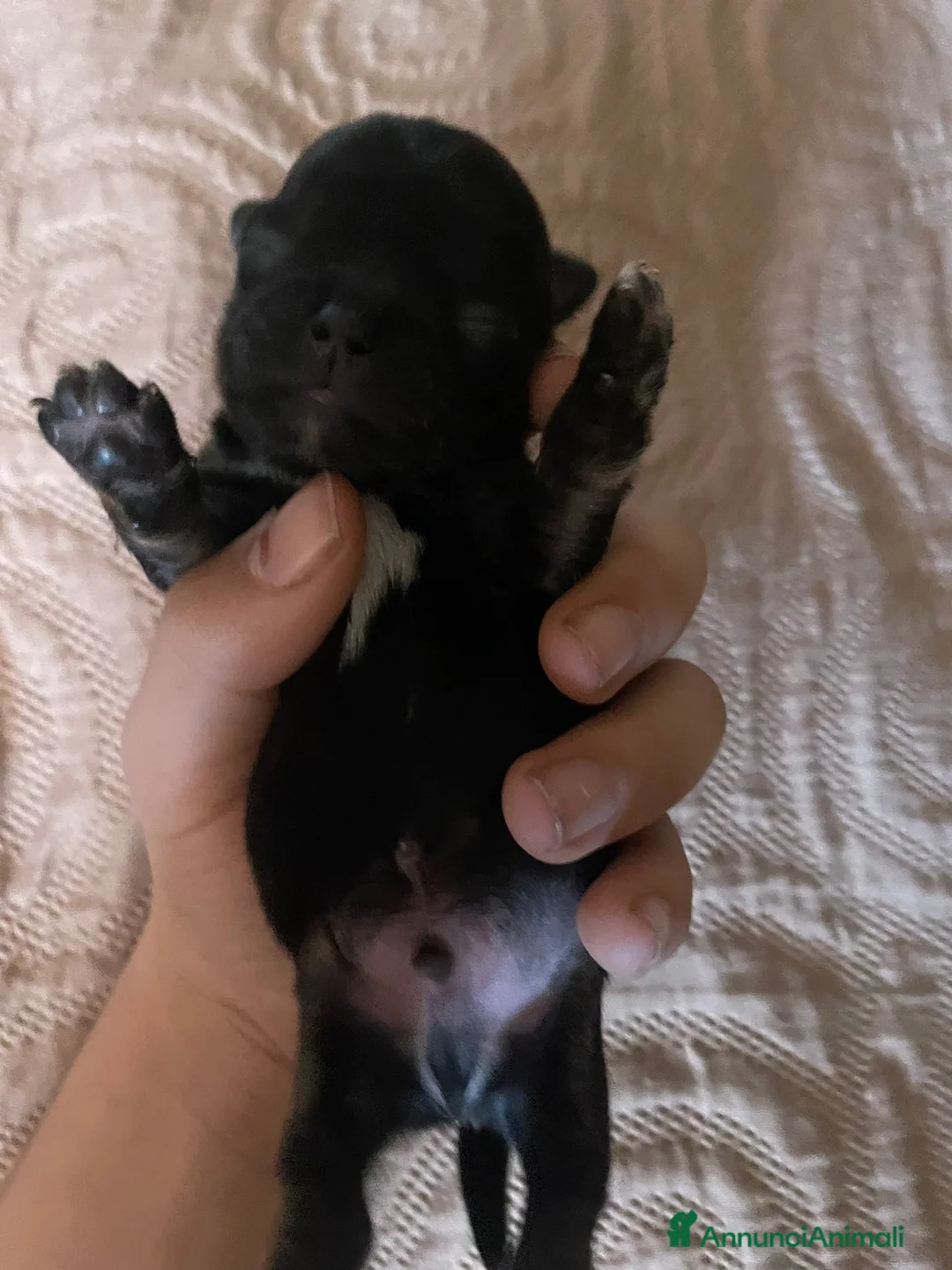 Chihuahua cani in vendita: Chihuahua - Annuncio 3