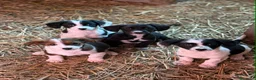 Meticcio cani in regalo: 8 super CUCCIOLI tg PICCOLA cercano amore! - Annuncio 6