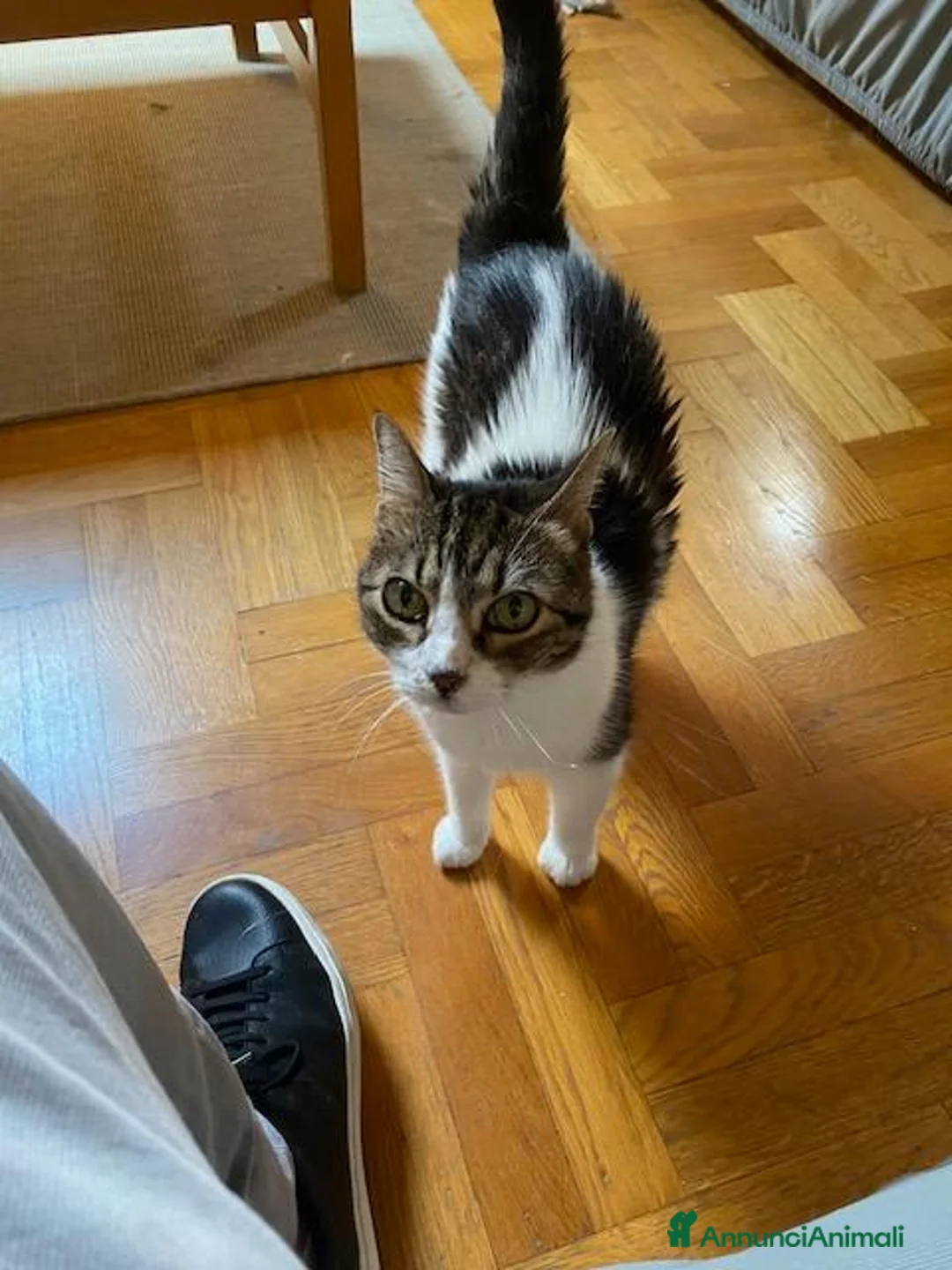Meticcio gatti in regalo: Gatto adulto a Provincia di Alessandria - Annuncio 2