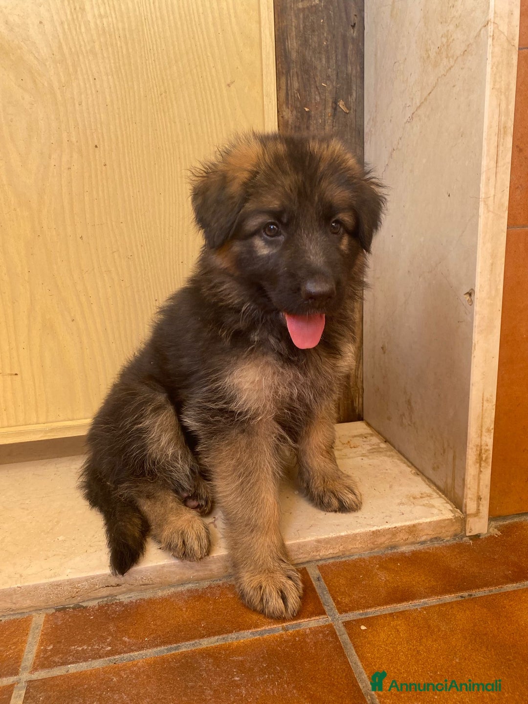 Pastore Tedesco cani in vendita: Cuccioli di pastore tedesco a Provincia di Brindisi - Immagine 7