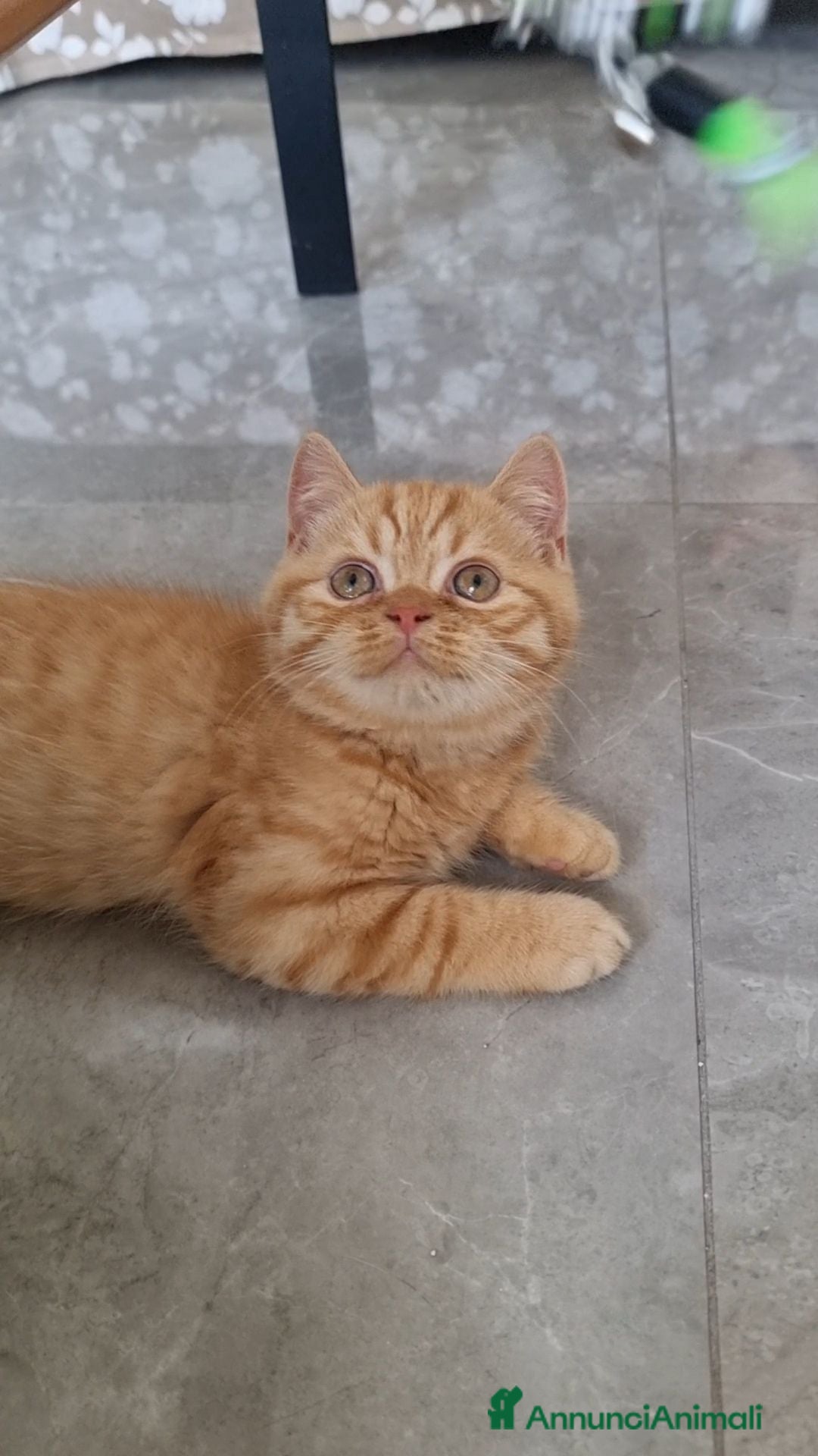 Scottish gatti Scottish Straight con Pedigree  - Annuncio 3