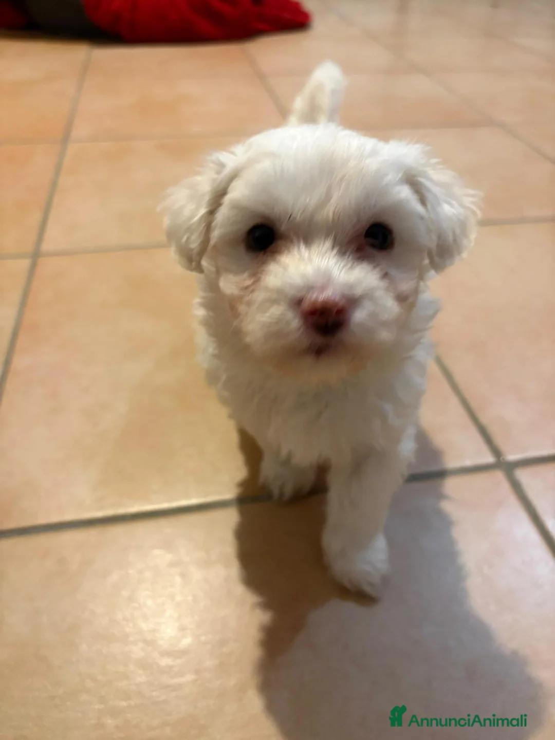 Maltese cani in vendita: Maltesi  - Annuncio 2