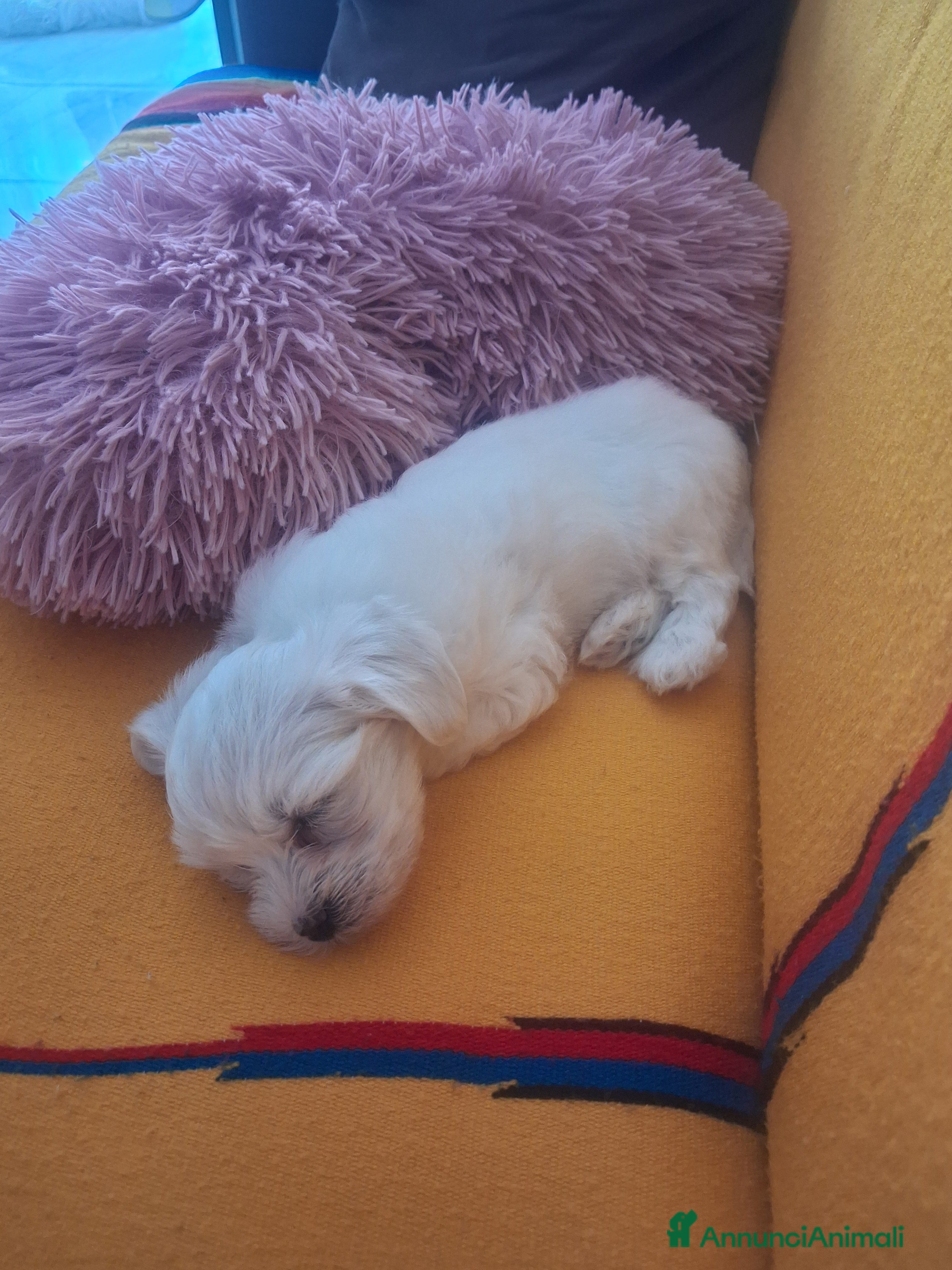 Maltese cani Bishom malteze femina - Annuncio 1