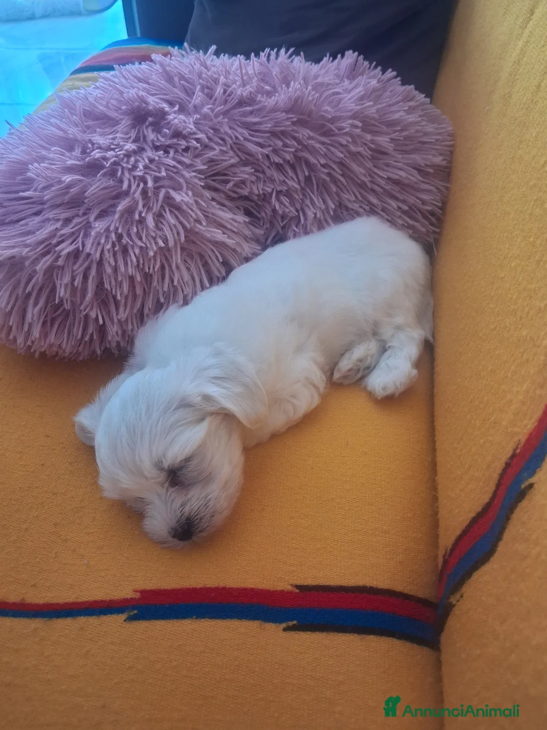 Maltese cani in vendita: Bishom malteze femina - Annuncio 1