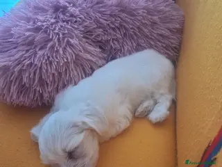 Maltese cani Bishom malteze femina - Annuncio 1