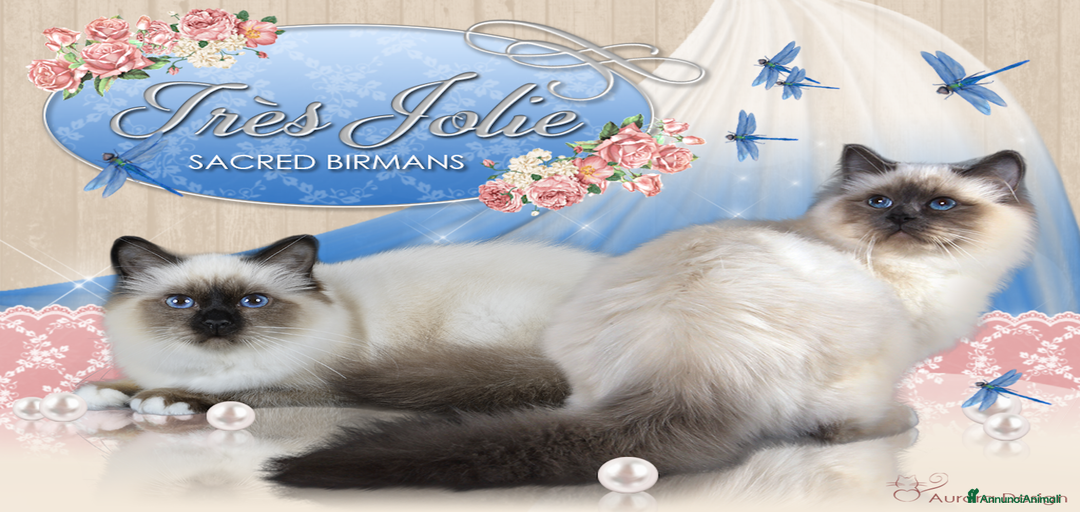 Immagine della galleria {{count}}