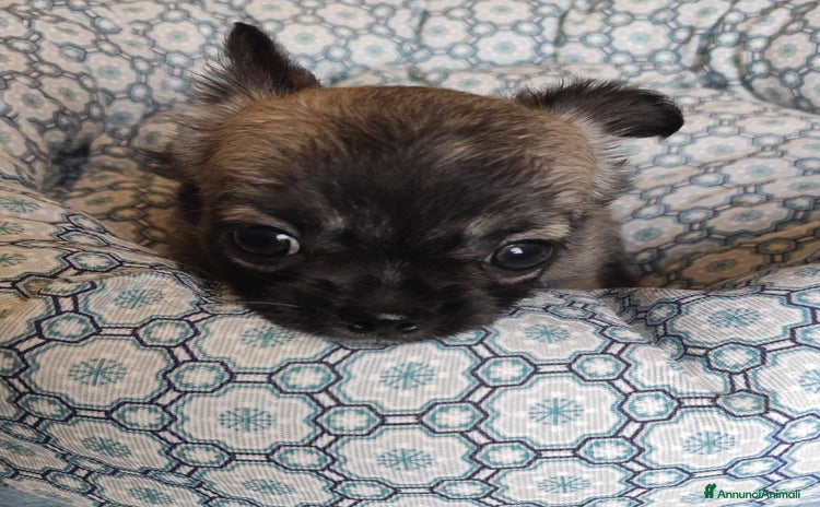 Chihuahua cani a Molinella - Annuncio 19