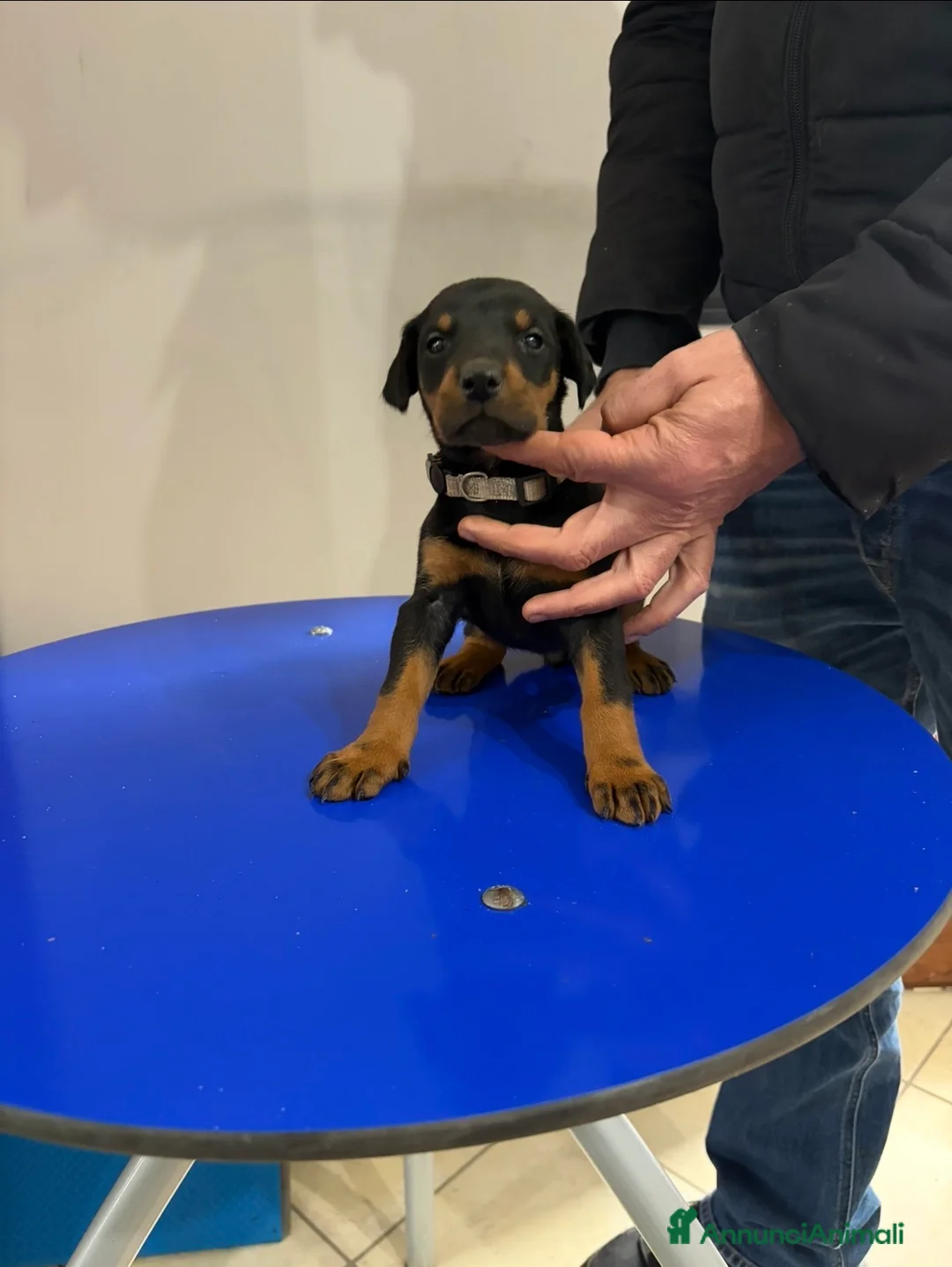 Dobermann cani in vendita: Vendo cuccioli di dobermann - Annuncio 9