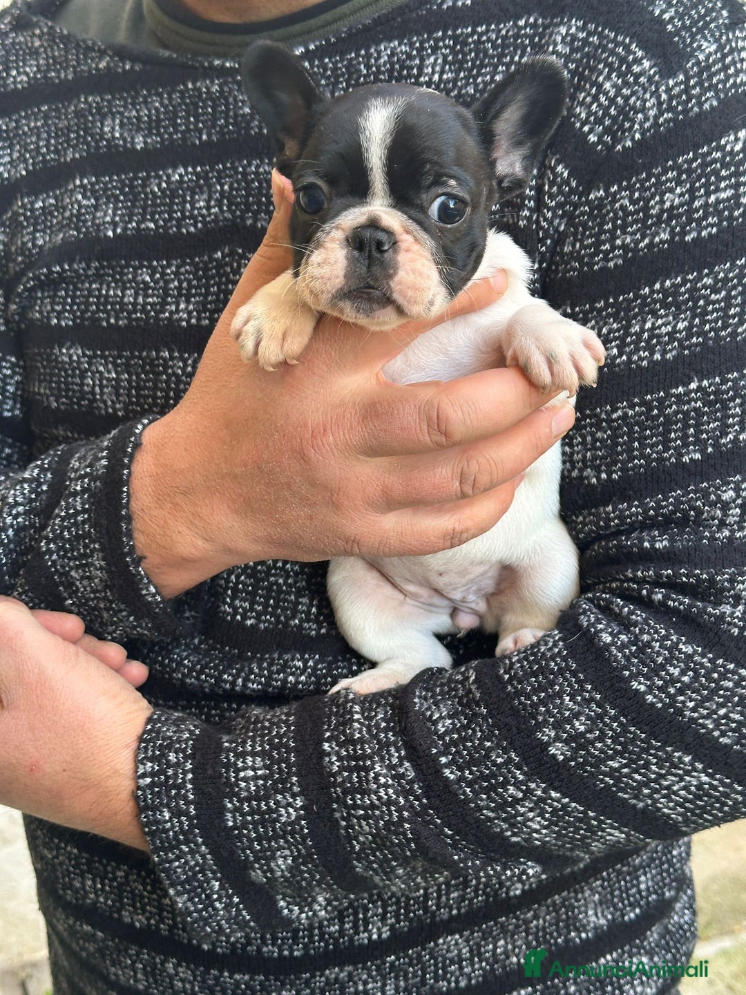 Bulldog Francese cani in vendita: Cucciolo di bulldog francese  - Annuncio 3