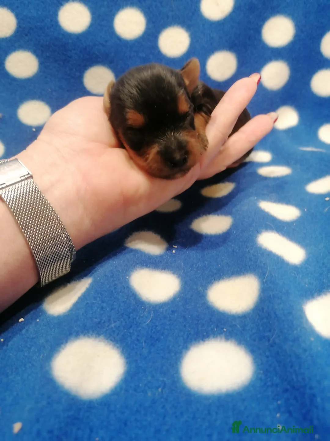 Yorkshire cani in vendita: Yorkshire Terrier cuccioli - Annuncio 8