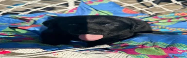 Labrador 4