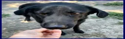Meticcio cani in regalo: SMOG dolcissimo pacioccone - Annuncio 4