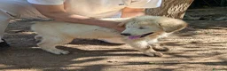 Meticcio cani in regalo: Cuccioli meticci cercano casa - Annuncio 12