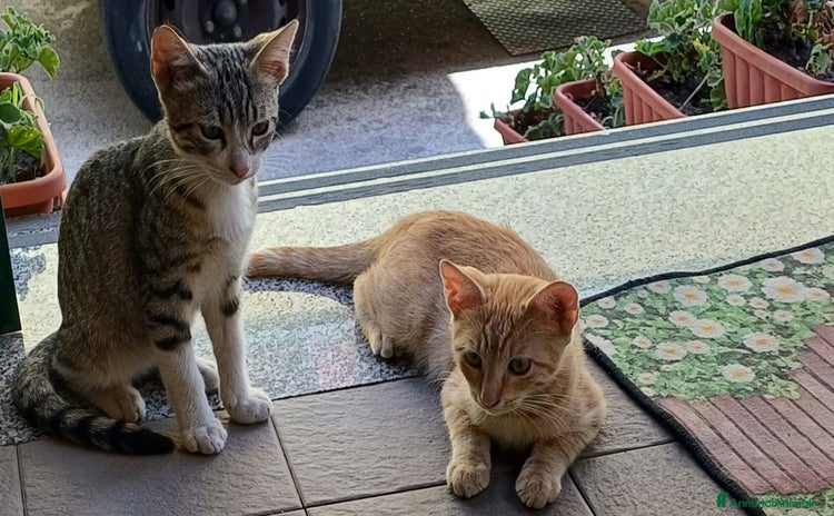 Altre razze gatti a Provincia di Salerno - Annuncio 3