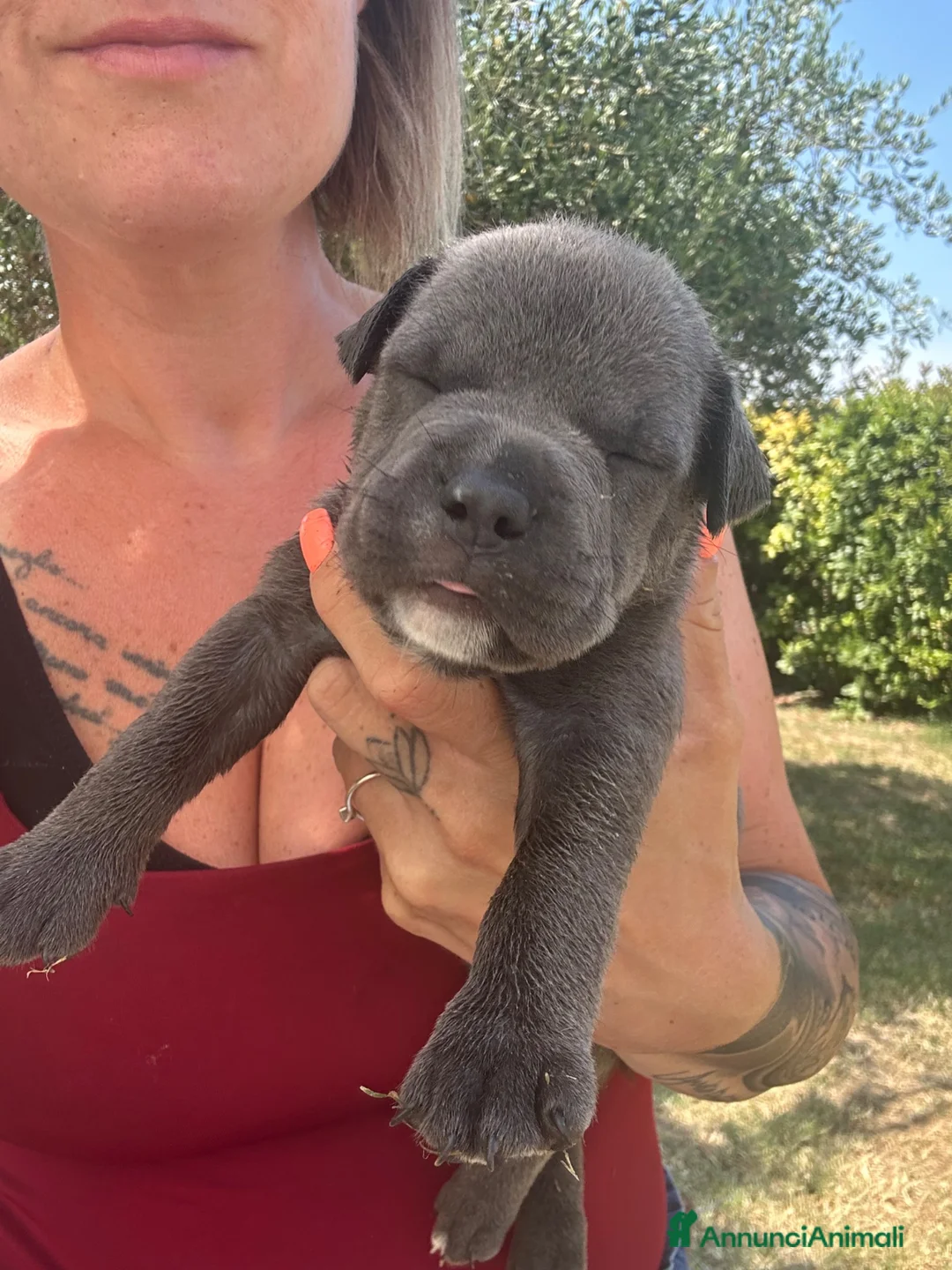 American Staffordshire cani in vendita: Ultimi cuccioli  - Annuncio 5