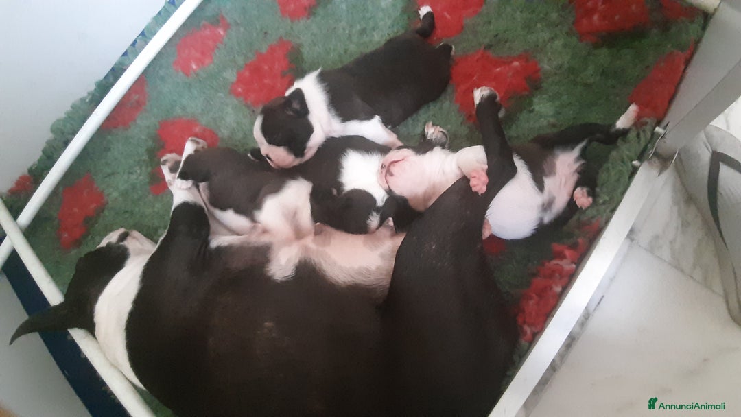 Boston Terrier cani in vendita: Cuccioli di Boston terrier con pedigree  - Annuncio 15