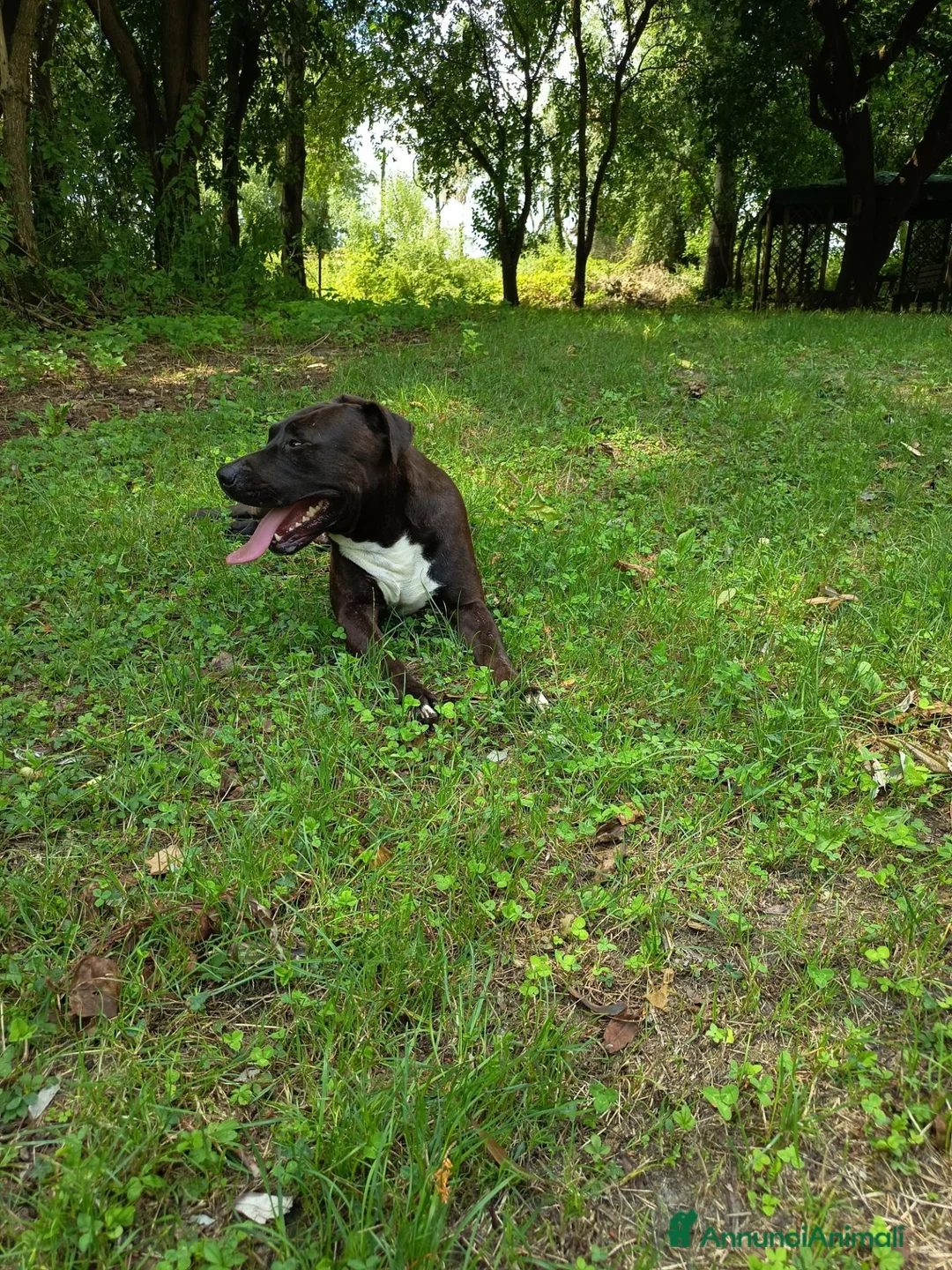 American Staffordshire cani in regalo: Amstaff Maschio  - Annuncio 2