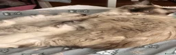 Ragdoll gatti in vendita: Ragdoll  - Annuncio 1