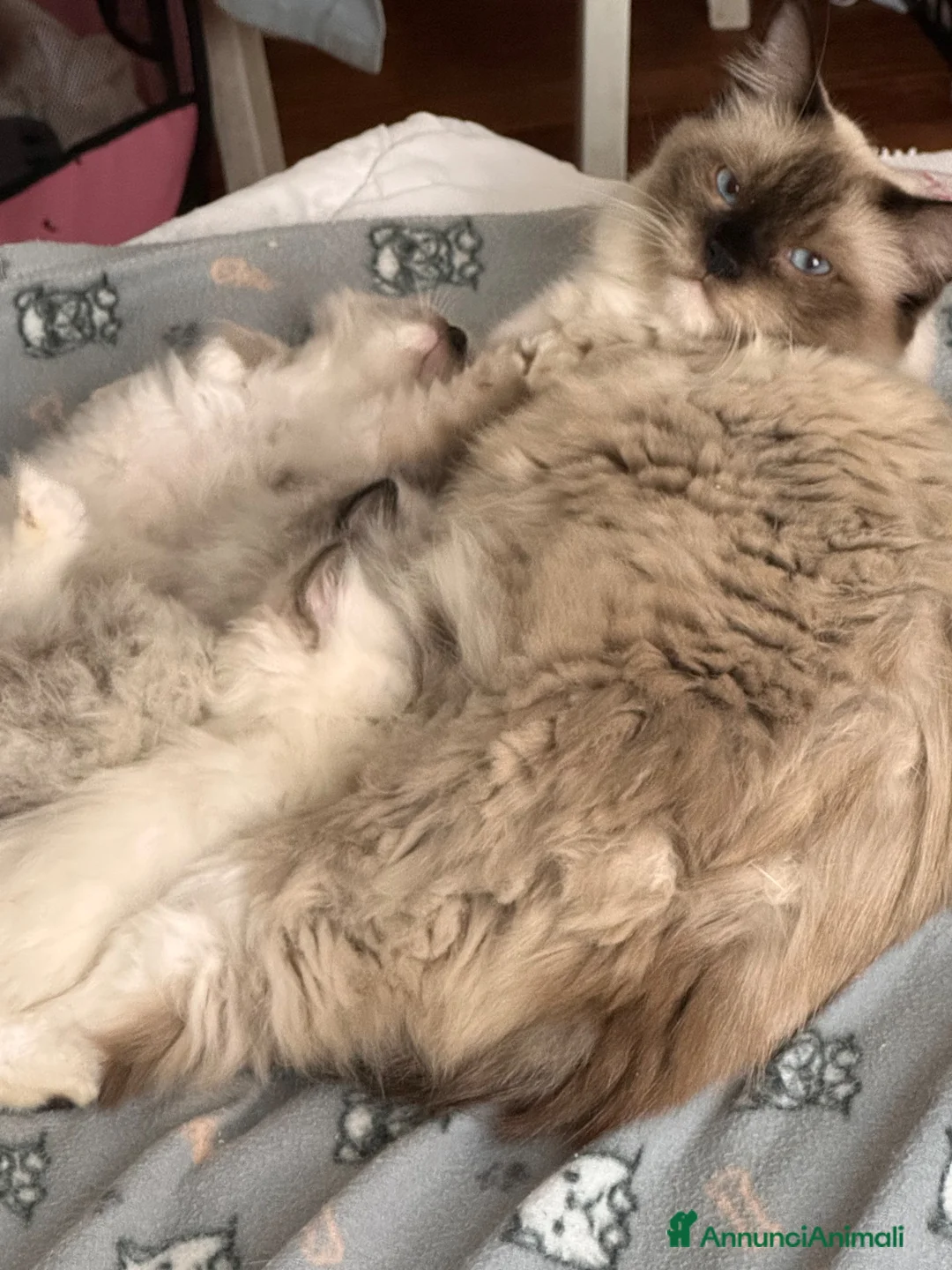 Ragdoll gatti in vendita: Ragdoll  - Annuncio 1