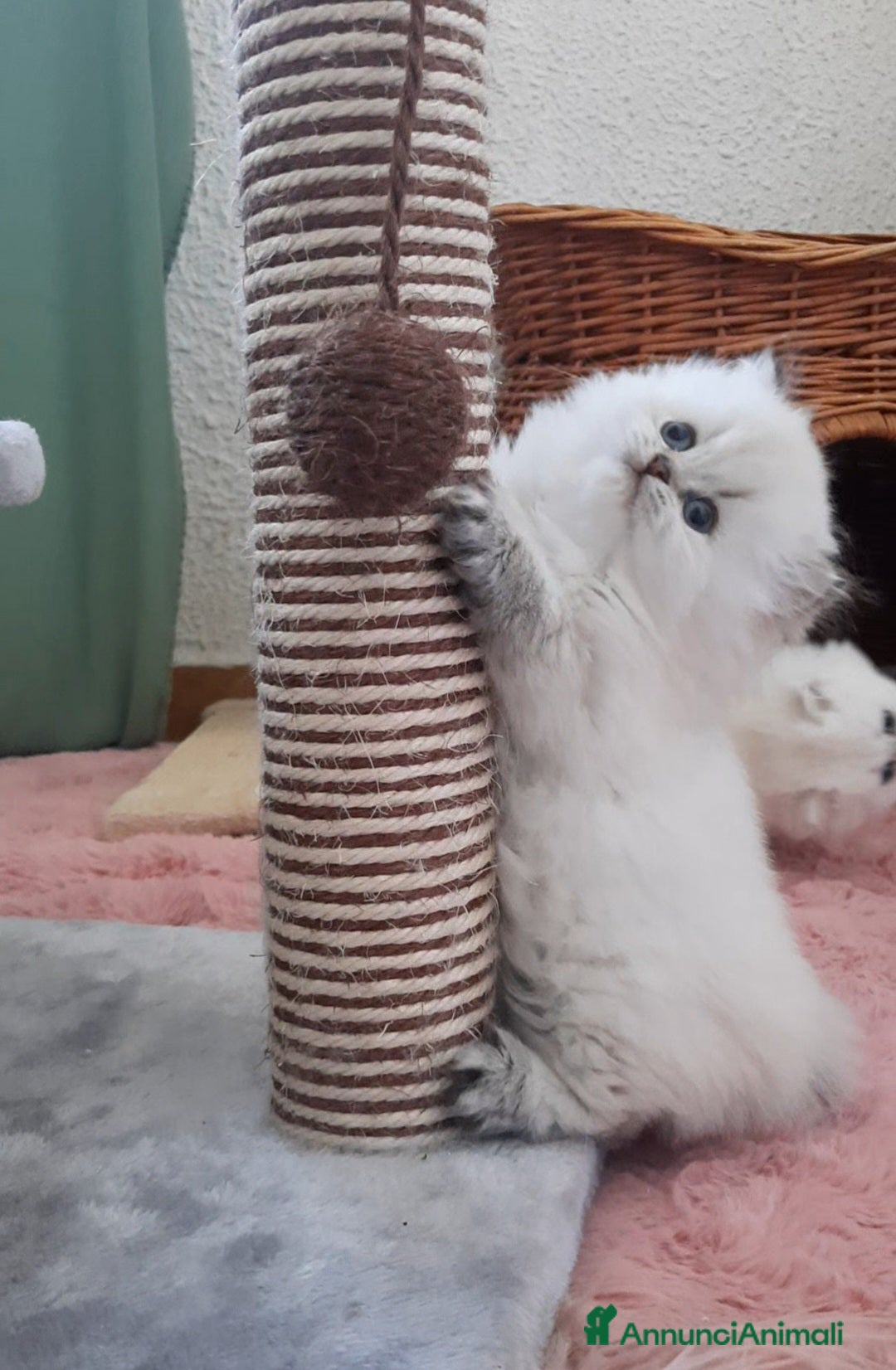 British gatti Cuccioli British longhair con pedigree  - Annuncio 8