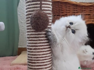 British gatti Cuccioli British longhair con pedigree - Annuncio 17