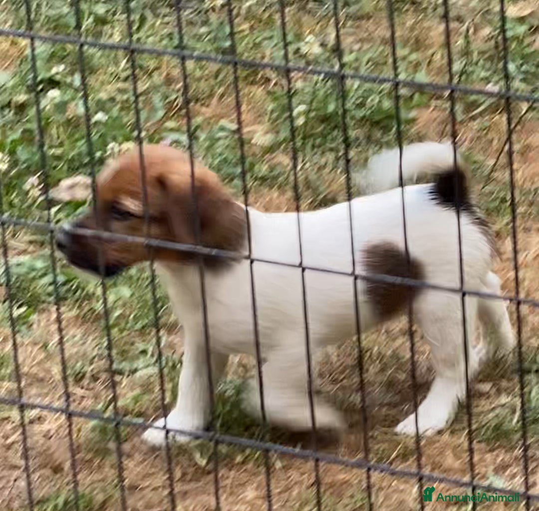 Jack Russell cani in vendita: Jack Russell pelo ruvido due mesi maschio a Città metropolitana di Milano - Immagine 15