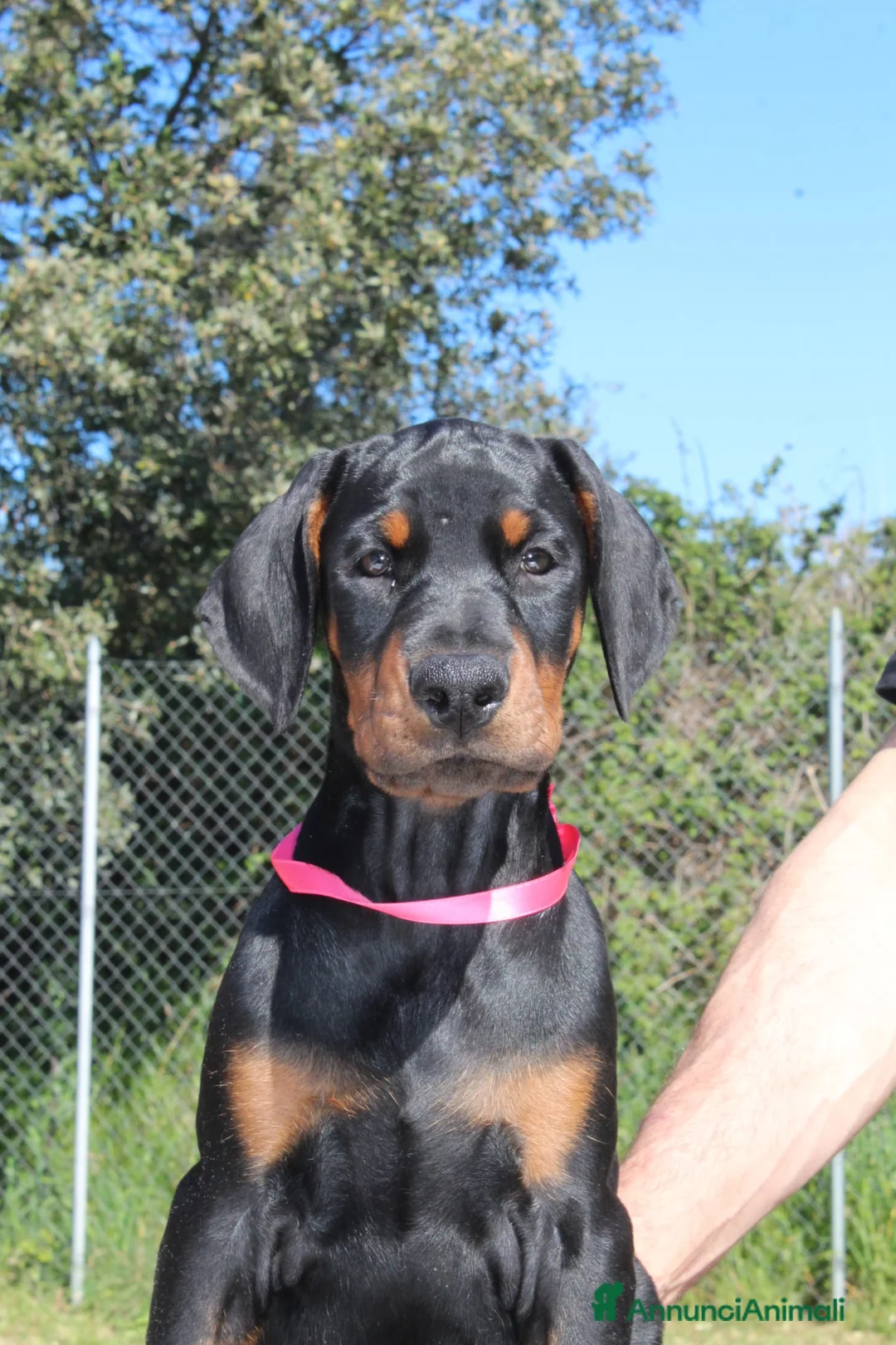 Dobermann cani in vendita: Cuccioli di Dobermann in Toscana - Annuncio 2