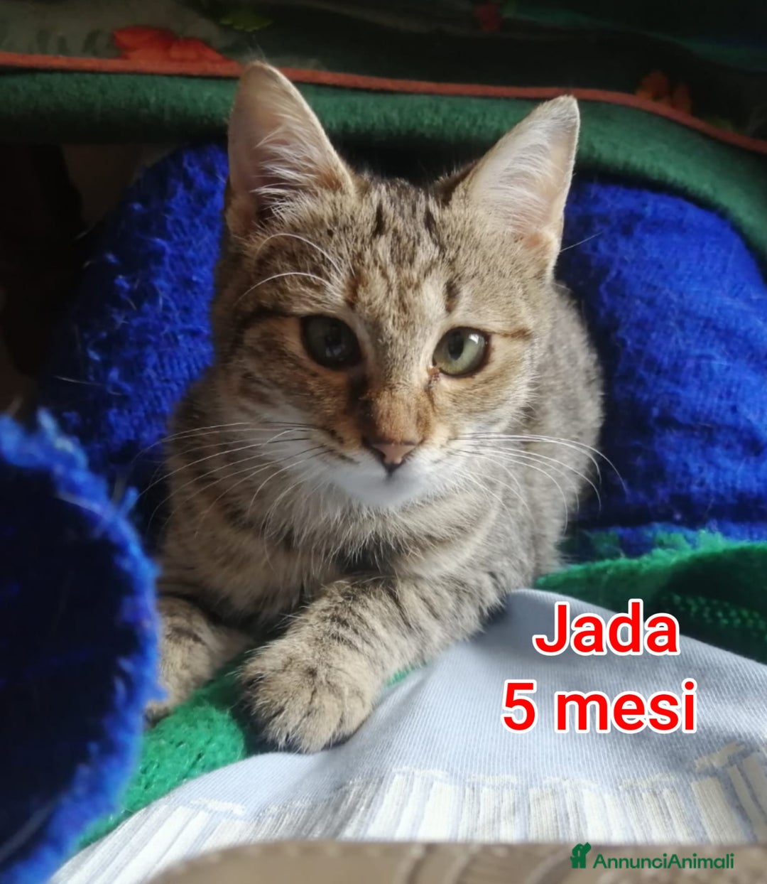 Europeo gatti in regalo: MICINI ABBANDONATI! URGENTE  - Annuncio 4