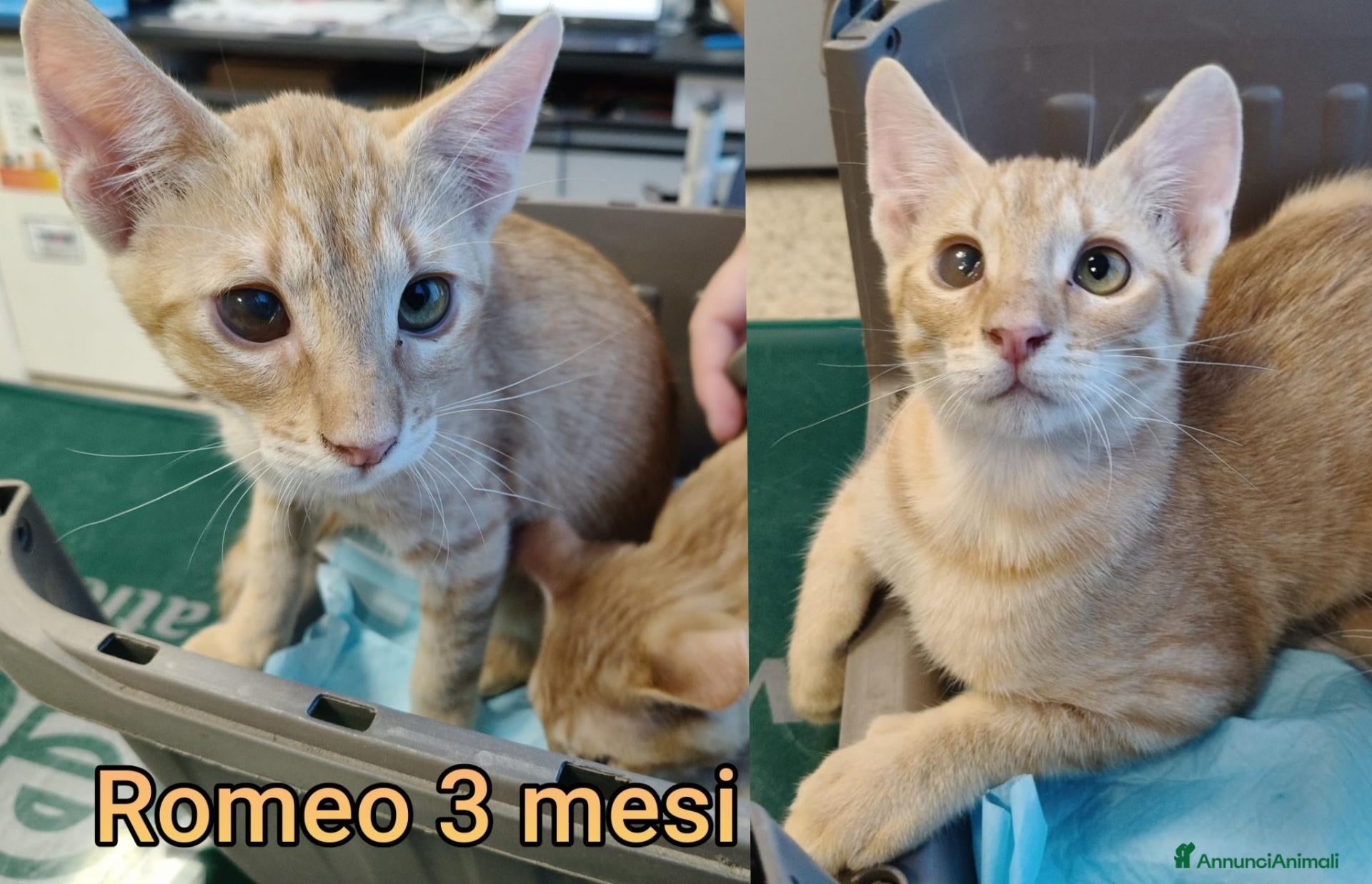 Altre razze gatti in regalo: GATTINI BISOGNOSI IN CERCA D'AMORE  - Annuncio 4