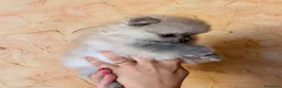 Volpino Pomerania cani in vendita: Cuccioli di Pomerania nano  - Annuncio 13