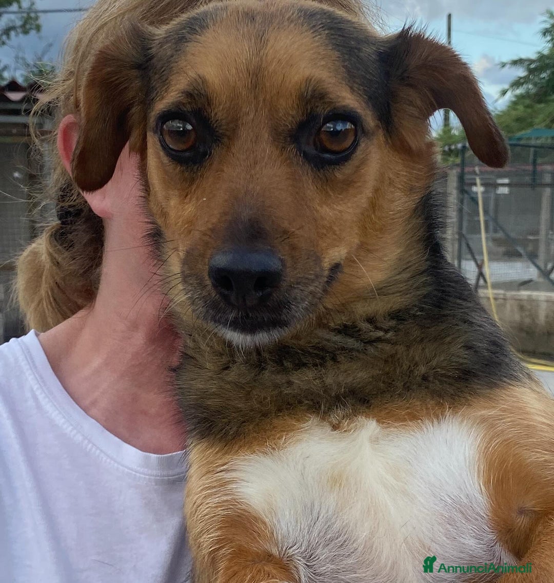 Meticcio cani in regalo: MEMOLE taglia piccola 4 anni cerca adozione a Provincia di Latina - Annuncio 7