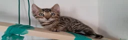 Bengala gatti in vendita: Bengala cuccioli  - Annuncio 7