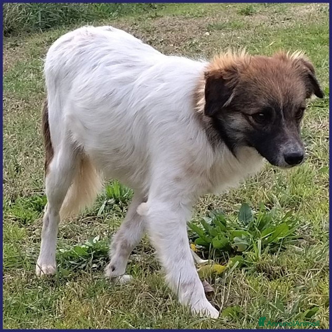Meticcio cani in regalo: Metzcal tg piccola vuole le coccole - Annuncio 3