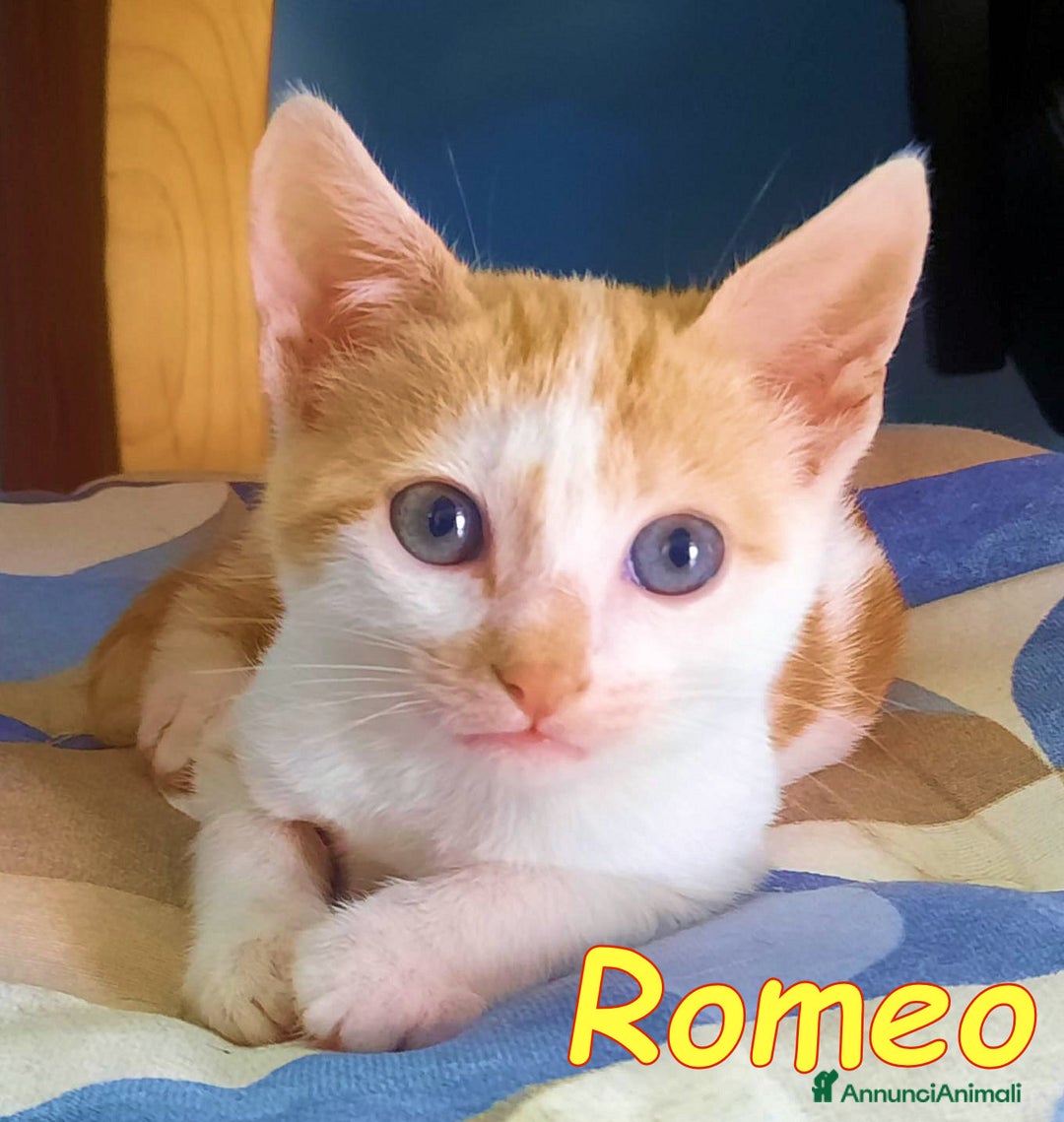 Europeo gatti in regalo: ROMEO E ROMINA TENERISSIMI GATTINI - Annuncio 2