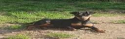 Pinscher Miniatura cani in vendita: Pinscher nano maschio pedigree ENCI  - Annuncio 2