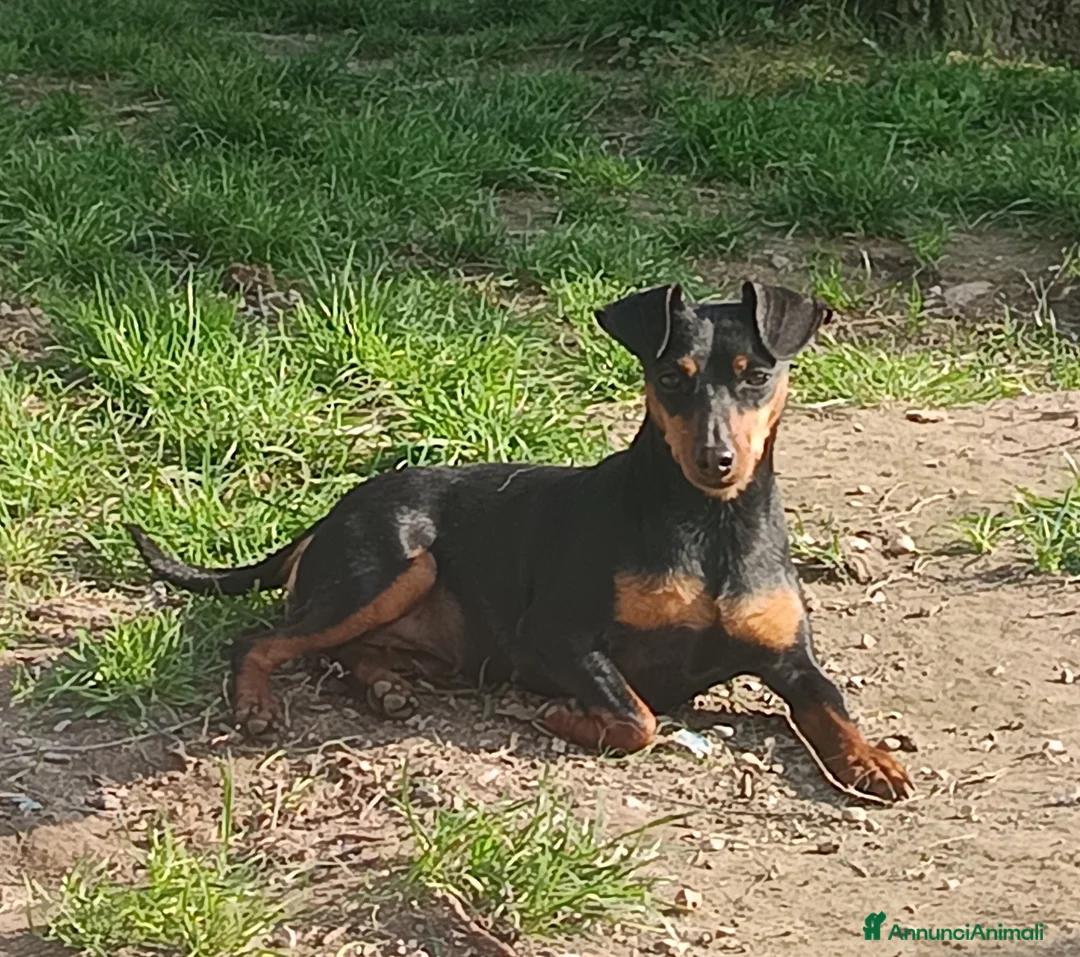 Pinscher Miniatura cani in vendita: Pinscher nano maschio pedigree ENCI  - Annuncio 2