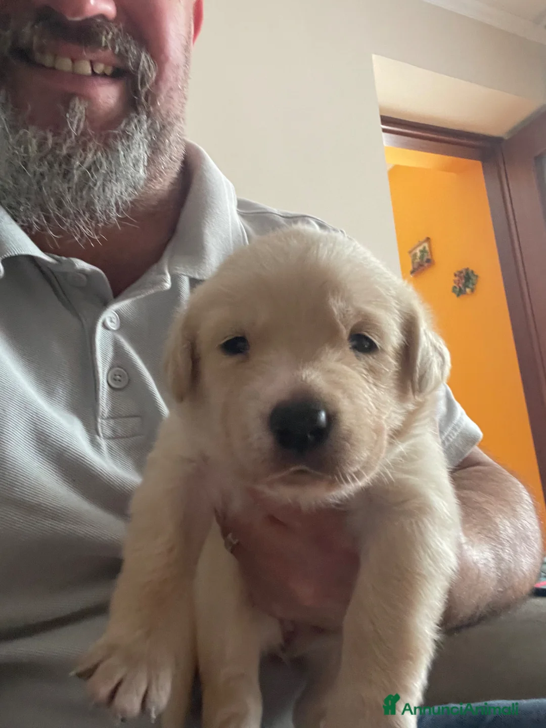 Meticcio cani in vendita: I Cuccioli bellissimi a Ente di decentramento regionale di Udine - Annuncio 2