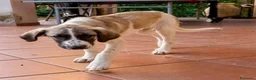 Meticcio cani in regalo: Aslan - Annuncio 5
