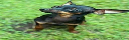 Pinscher Miniatura cani in vendita: Pinscher toy miniature  a Provincia di Latina - Annuncio 4