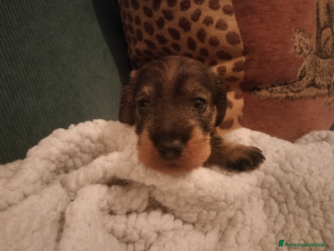 Bassotto cani in vendita: Bassotti a pelo duro  - Annuncio 4